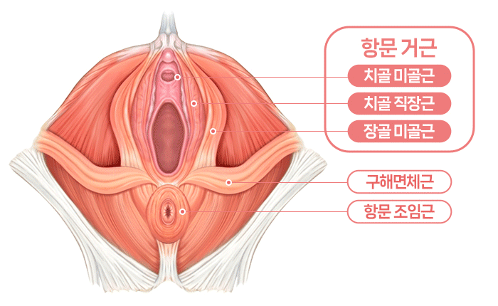 늘어진 인대를 강화하는 질 축소수술 Vaginal tightening surgery that strengthens loosened ligaments